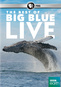 The Best of Big Blue Live